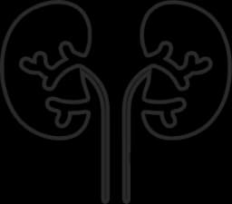 Kidney